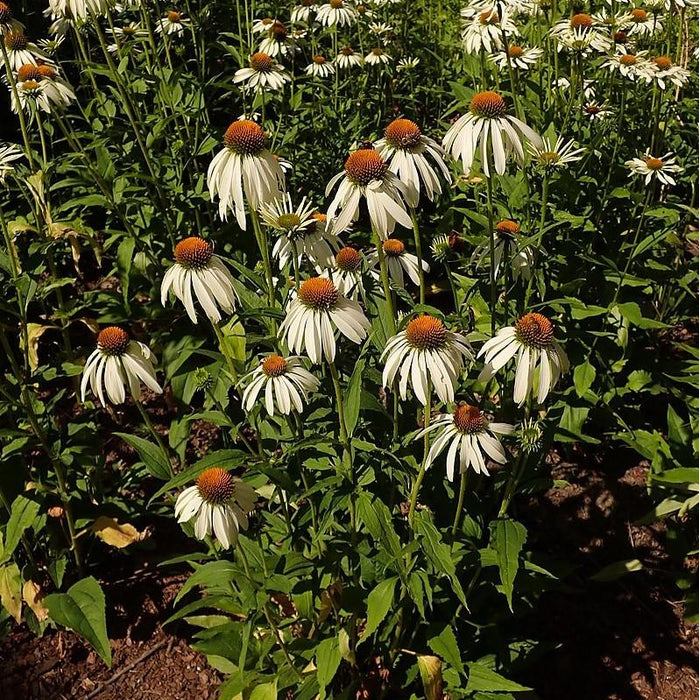 Coneflower, White Swan Echinacea, Coneflower
