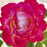 Rose, Enchanted Peace™ Hybrid Tea Rose