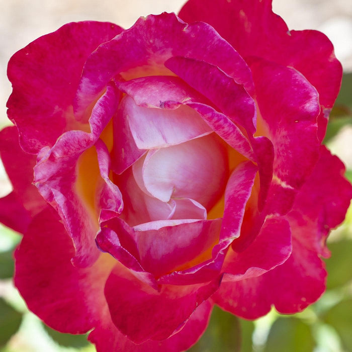 Rose, Enchanted Peace™ Hybrid Tea Rose