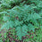 Fern, Goldie’s Shield Fern, Giant Wood Fern