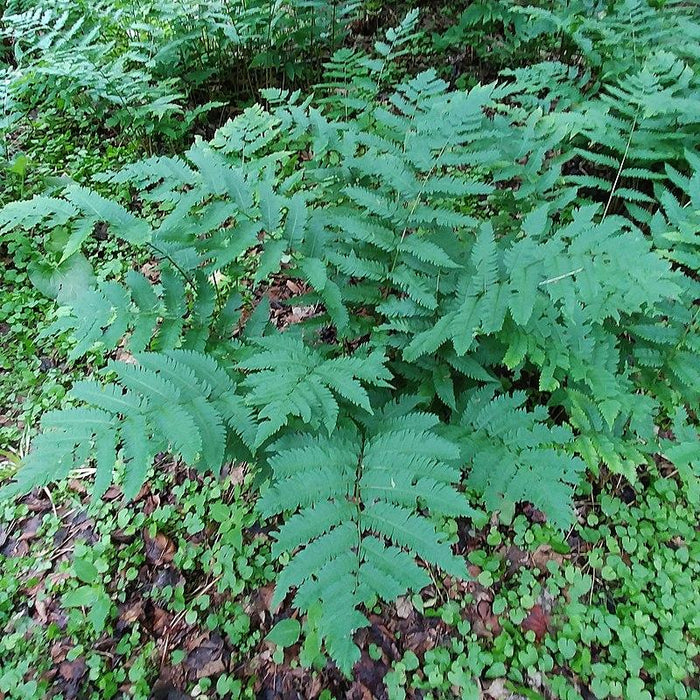 Fern, Goldie’s Shield Fern, Giant Wood Fern