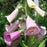 Digitalis purpurea  'Camelot Lavender'  - Camelot Lavender Foxglove