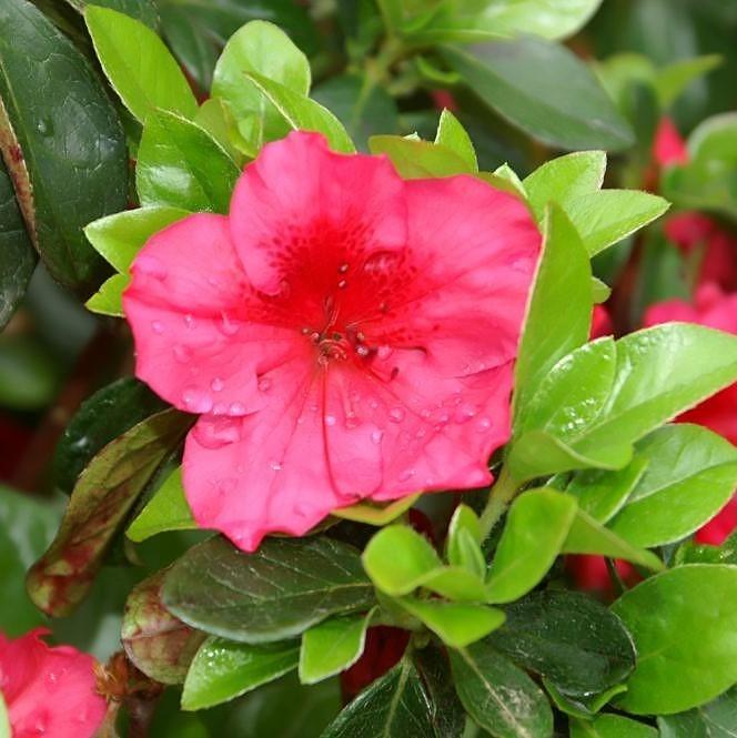 Azalea, Girard's Crimson Azalea