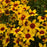 Tickseed, Designer Threads™ Golden Needles Coreopsis