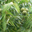 Walnut Tree, Black Walnut