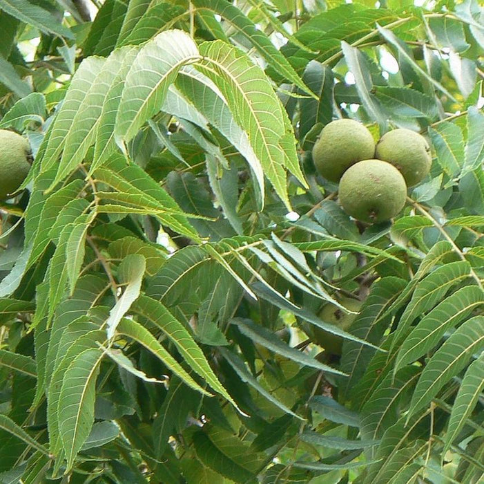 Walnut Tree, Black Walnut