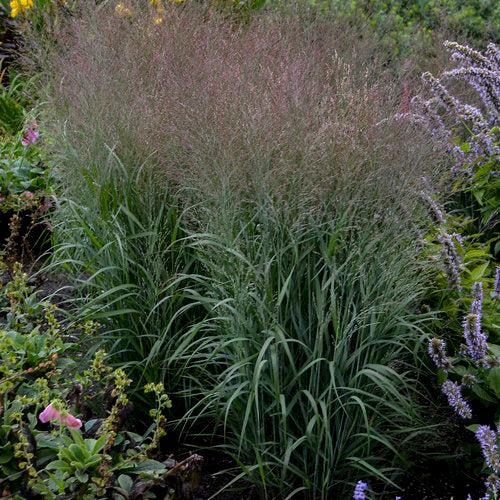 Grass, Prairie Winds® Apache Rose Switch Grass