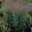 Grass, Prairie Winds® Apache Rose Switch Grass