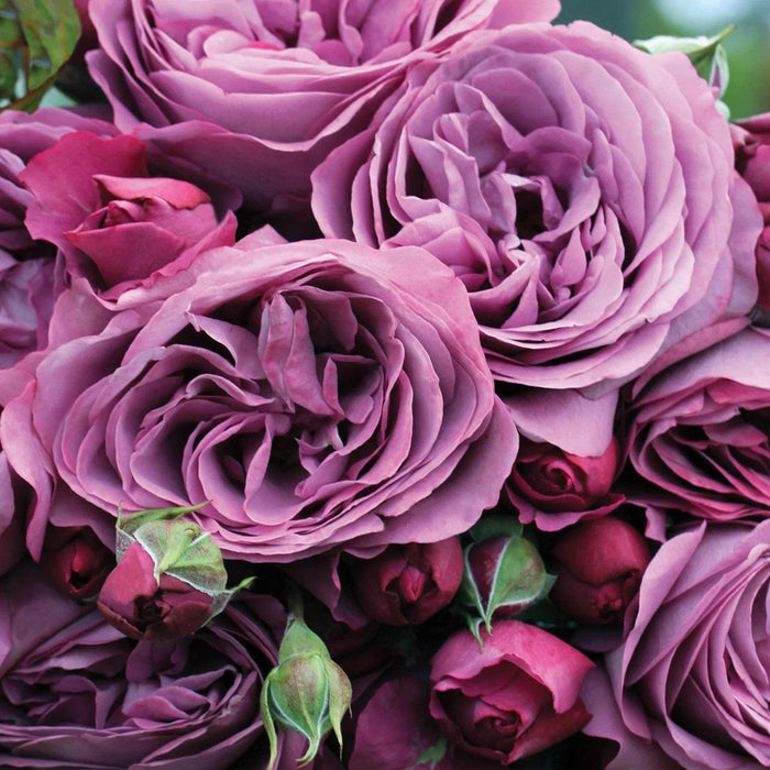 Rose, Plum Perfect