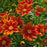 Tickseed, Lil' Bang™ Darling Clementine Tickseed
