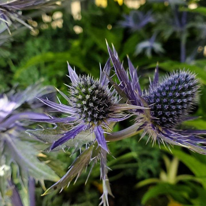 Sea Holly, Big Blue Sea Holly