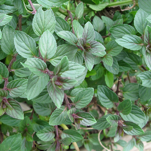Mint, Chocolate Mint