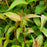 Honeysuckle, Ru-Bee Wren™ Bush Honeysuckle