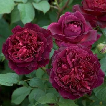 Rose, Munstead Wood Rose