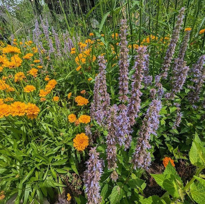 Hyssop, Anise Purple Hyssop