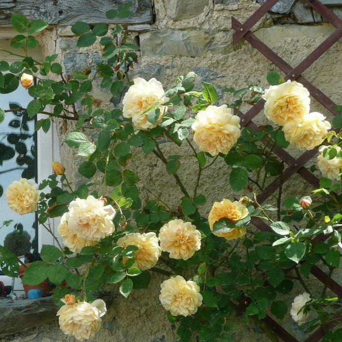 Rose, Teasing Georgia® Rose