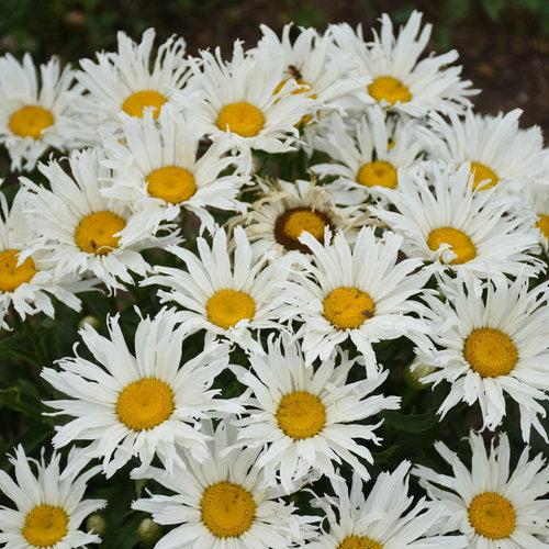 Shasta Daisy, Amazing Daisies® Spun Silk Shasta Daisy