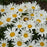 Shasta Daisy, Amazing Daisies® Spun Silk Shasta Daisy