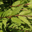Deutzia, Dwarf Nikko Deutzia