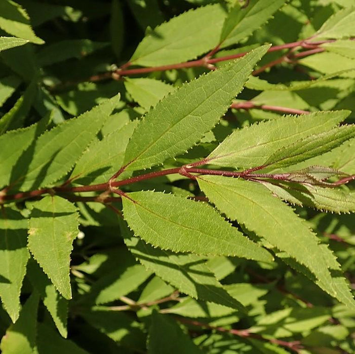 Deutzia, Dwarf Nikko Deutzia