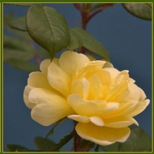 Rosa ‘Radsunny’ PP 18,562  - Sunny Knock Out® Rose