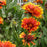 Blanket Flower, Spintop™ Copper Sun Blanket Flower