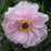 Peony, First Arrival Itoh Peony