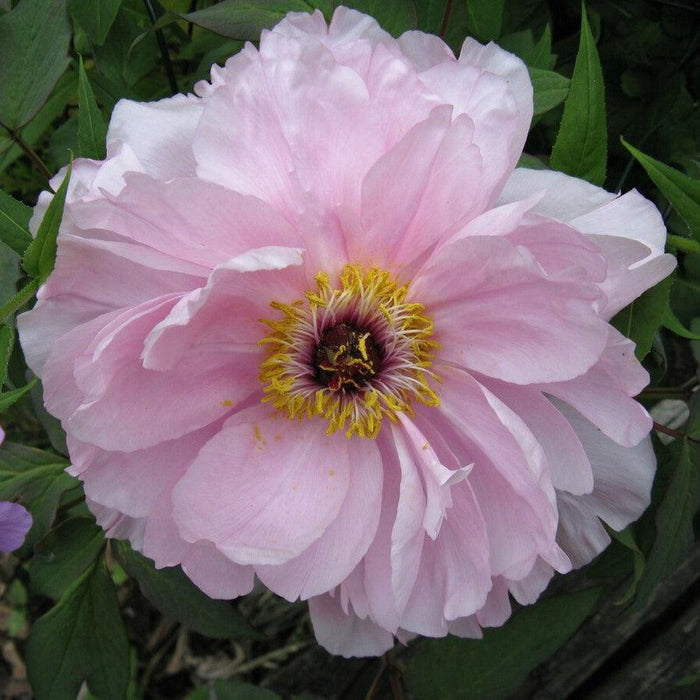 Peony, First Arrival Itoh Peony