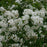 Spiraea x vanhouttei 'Renaissance'  - Renaissance Spirea