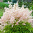 Astilbe, Younique™ Silvery Pink Astilbe