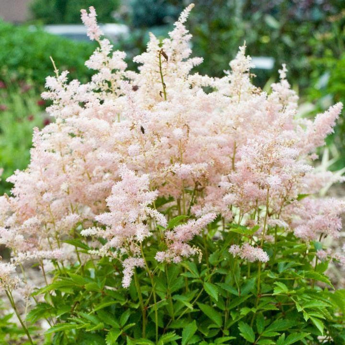 Astilbe, Younique™ Silvery Pink Astilbe