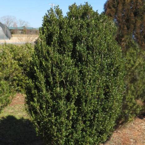 Holly, First Editions® Chubby Hubby™ Japanese Holly