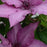 Clematis, Giselle™ Clematis
