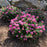 Spirea, Bloomin' Easy® Poprocks® Petite Spirea