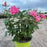 Rose, Double Pink Knock Out® Rose