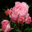 Rose, Queen Elizabeth Grandiflora Rose