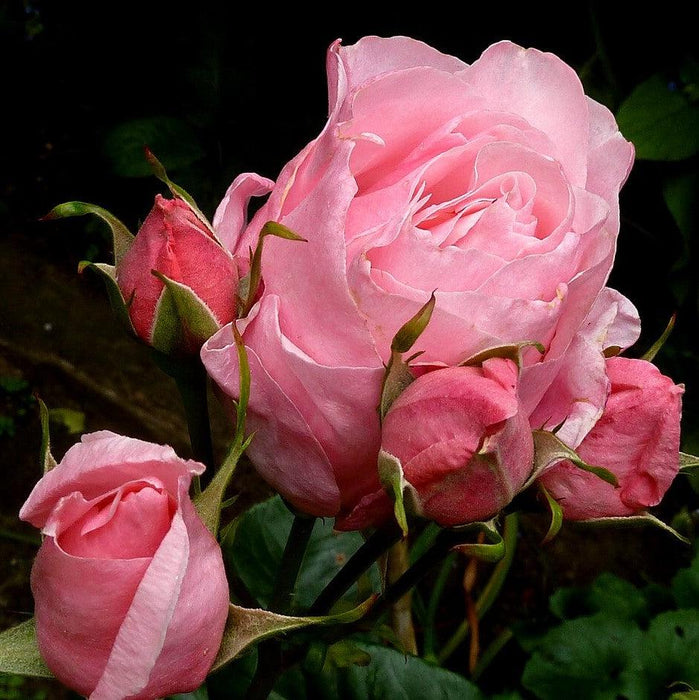 Rose, Queen Elizabeth Grandiflora Rose