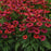 Coneflower, Sombrero® Tres Amigos Coneflower