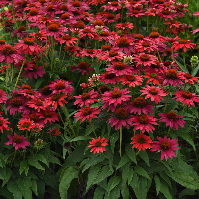 Coneflower, Sombrero® Tres Amigos Coneflower