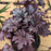 Coral Bells, Grape Expectations Coral Bells