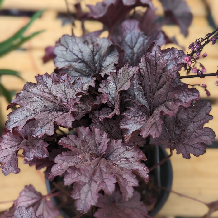 Coral Bells, Grape Expectations Coral Bells