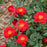 Rose, Oso Easy® Urban Legend® Rose