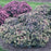 Sedum, Night Light Stonecrop