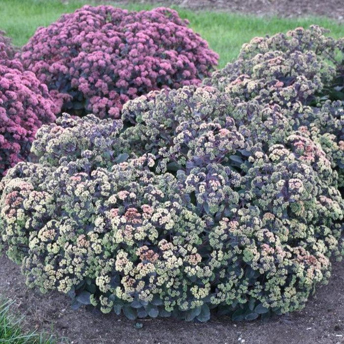 Sedum, Night Light Stonecrop