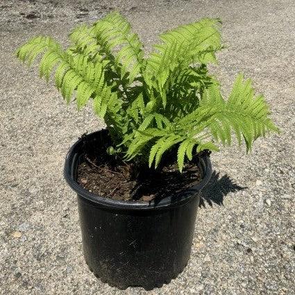 Fern, Ostrich Fern