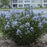 Blue Star, Storm Cloud Blue Star