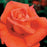 Rose, Voodoo Rose