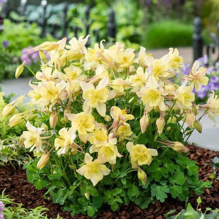 Columbine, Earlybird™ Yellow Columbine