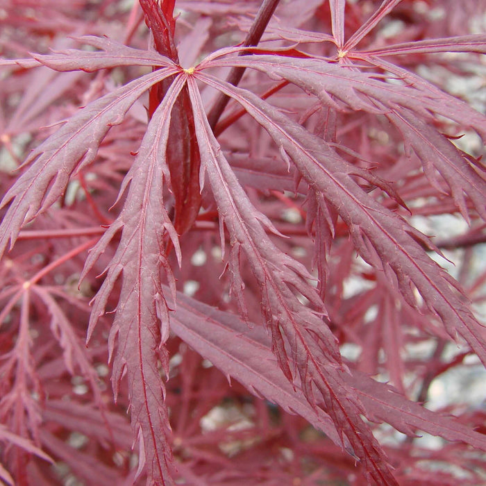 Maple, Red Dragon Japanese Maple