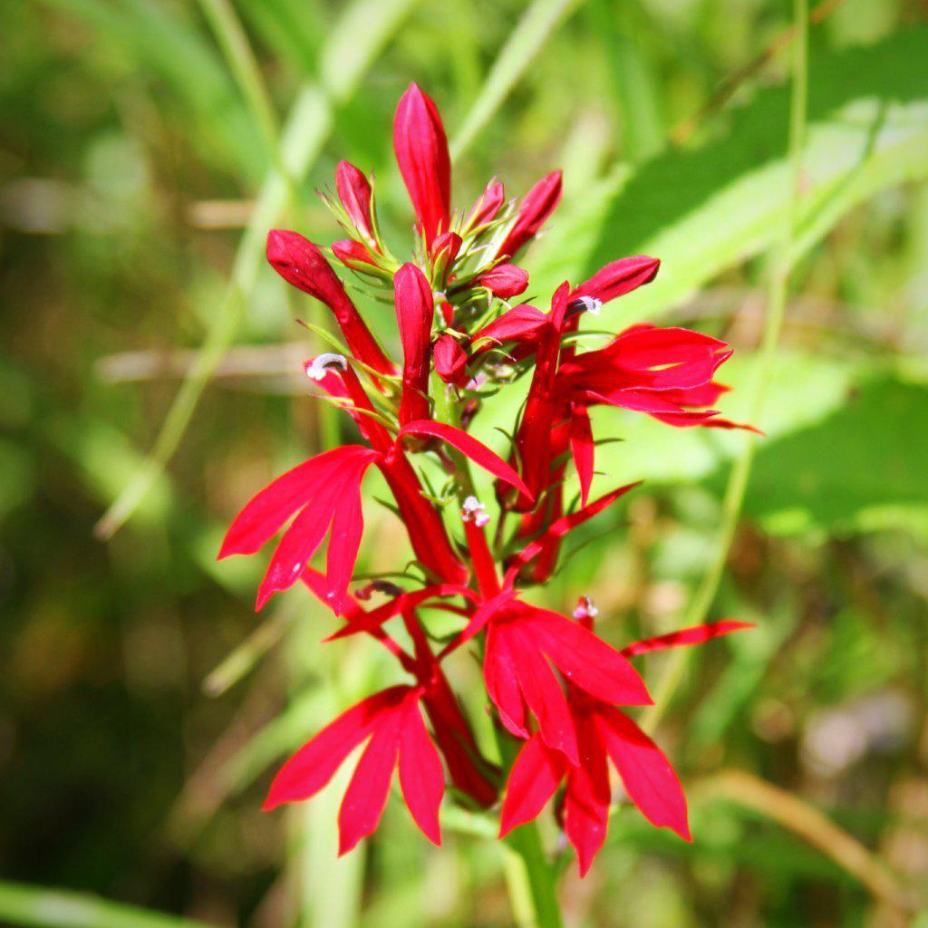 Cardinal Flower — Mackey's